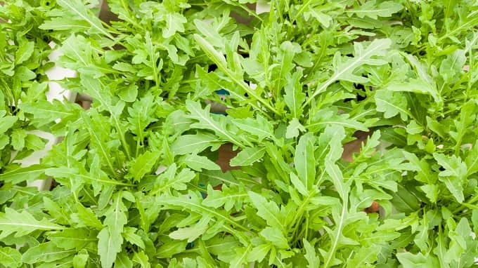 Grow Rocket Or Arugula Herb In September